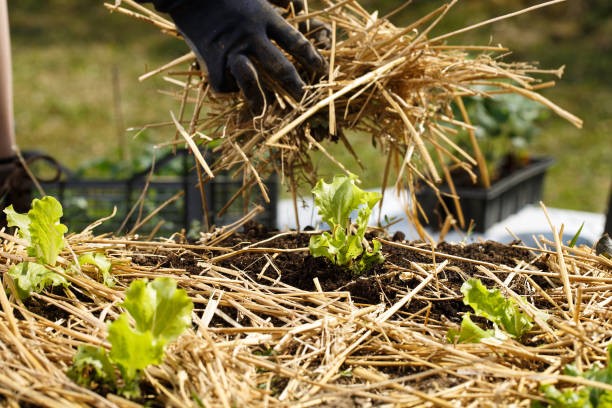 paillage-protection-pieds-plantes-gel-froid-favorable-qualité-sol