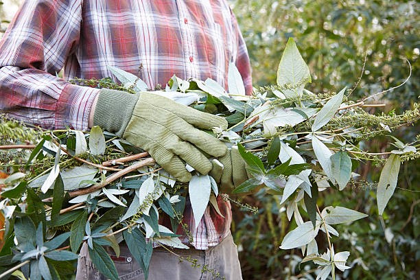tailler-arbustes-arbres-renforcer-vitalité-renouveau-jardin-place-nettoyage