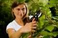 Sécateur Fiskars P26 à lame franche
